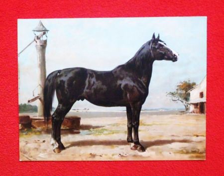 Eerelman.Otto Eerelman.1839-1926.Hongaarse paard no.:24